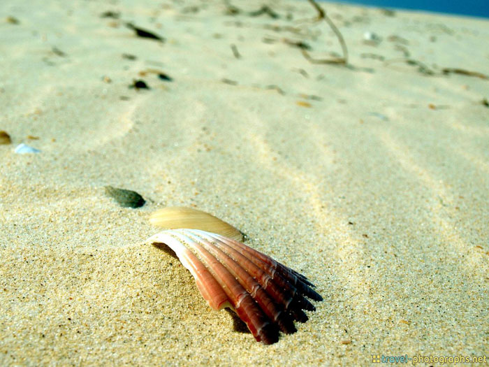 shell on lonely island gold coast